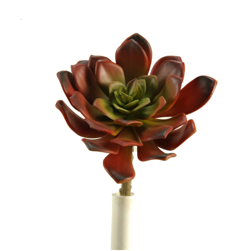 Large Red Echeveria - GR1795