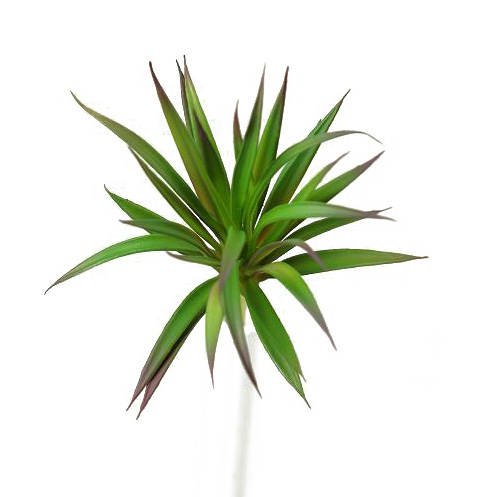 Green & Burgundy Succulent - GR1601