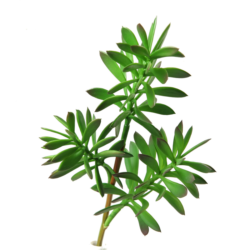 Jade Plant - GR1603