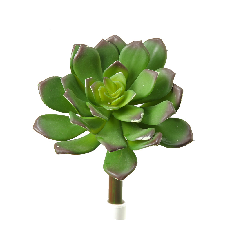 Green Echeveria - GR1608