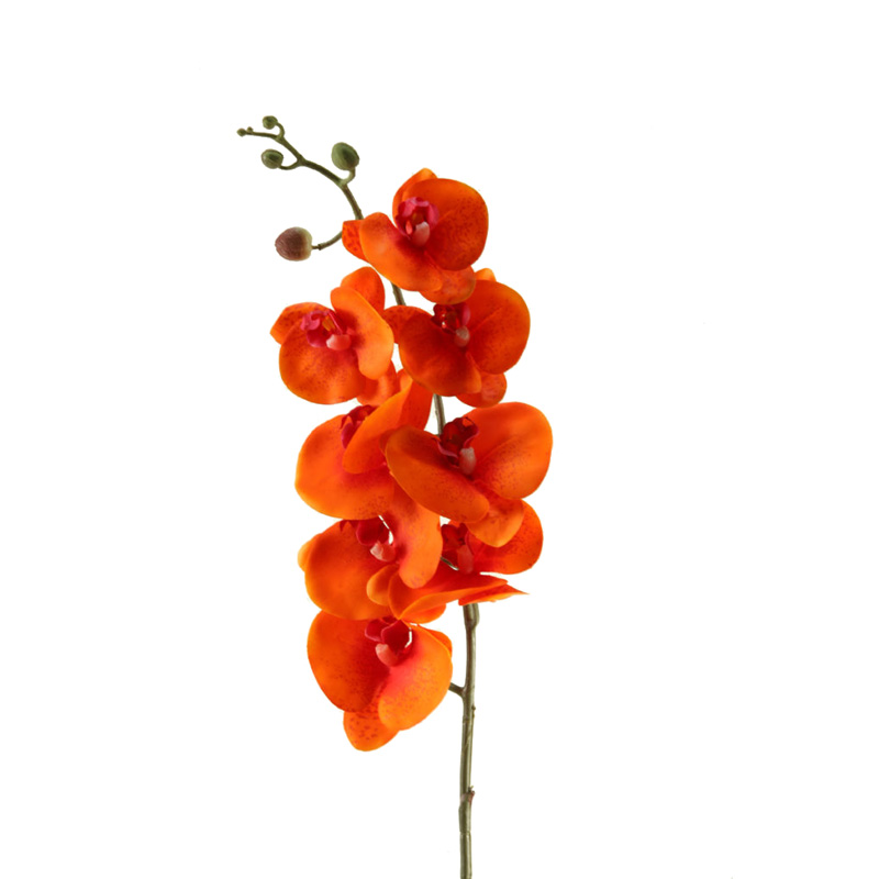Orange Phael Orchid Stem - FL2281