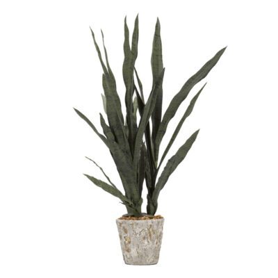 Dark Green Sansevieria in Large Genevieve Planter - 179026