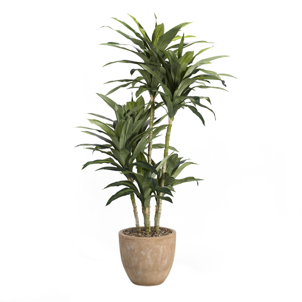 6.5' Dracaena Tree in Medium Grove Planter - 317902