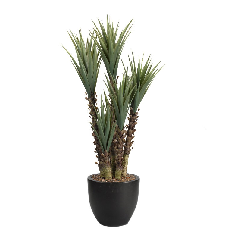 5.5' Yucca Plant in Black Round Planter - 317903