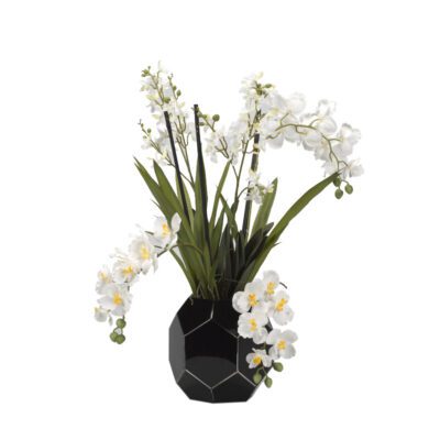 Cream Dendrobium and Vanda Orchids in Black Glass Bowl - 181027