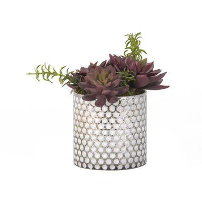 Red/Green Echeveria in Silver/White Glass Cylinder - 181038