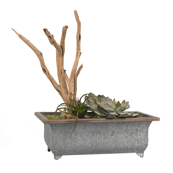 Large Echeveria Plants with Tillandsia and Ghostwood in Rectangle Metal Planter - 184001