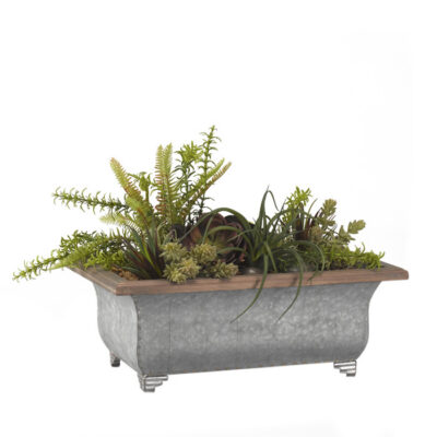 Echeveria, Burro's Tail, Mini Dracaena, Tillandsia & Small Deer Fern in Tin Planter with Wood Trim - 184002