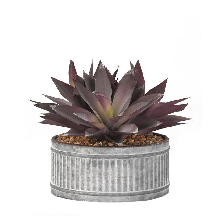 Purple Aloe Plants in Round Tin Planter - 184012