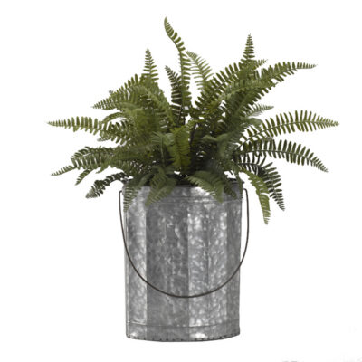 Boston Fern in Oval Metal Bucket - 184013