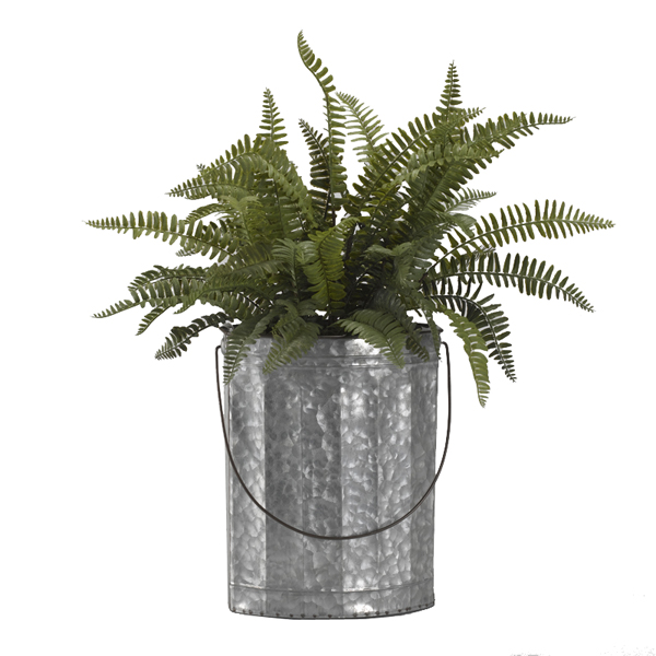 Boston Fern in Oval Metal Bucket - 184013