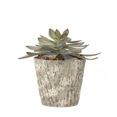 Large Frosted Echeveria in Large Genevieve Planter - 184016