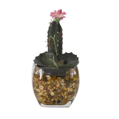 Mini Finger Cactus and Wild Succulent in Bevel Vase - 184036