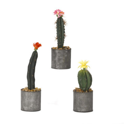 Assorted Cacti in Small Harvest Vase - Set of 3 - 184038
