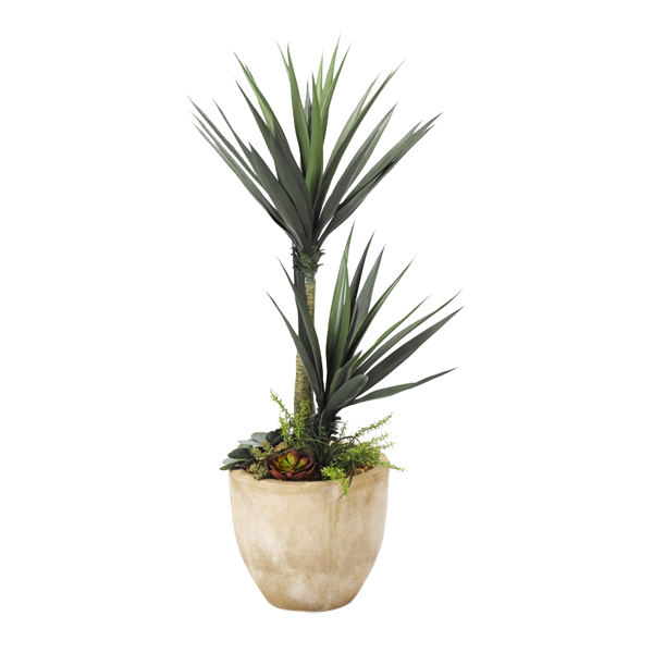 5' Yucca Plant with Succulent Underplanting in Medium Grove Planter - 318104