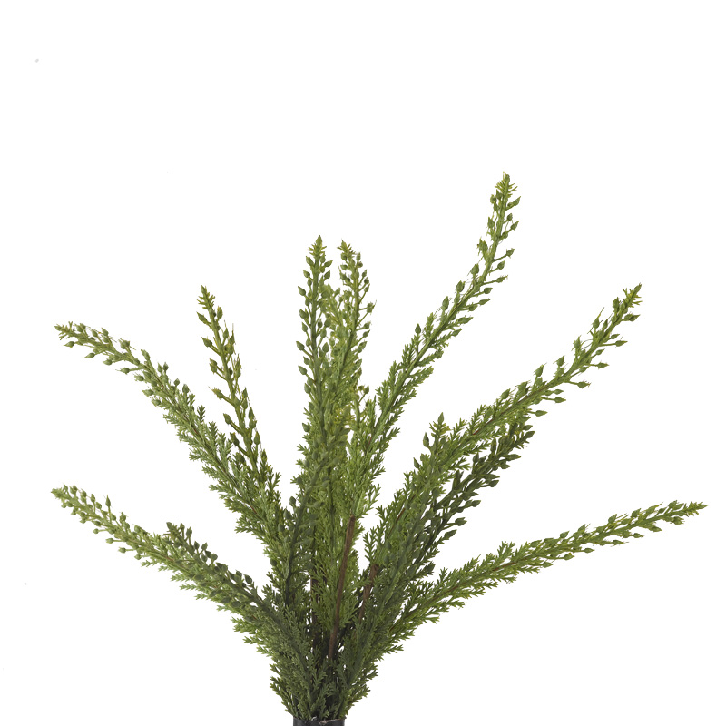 Heather Fern Bush - GR1977