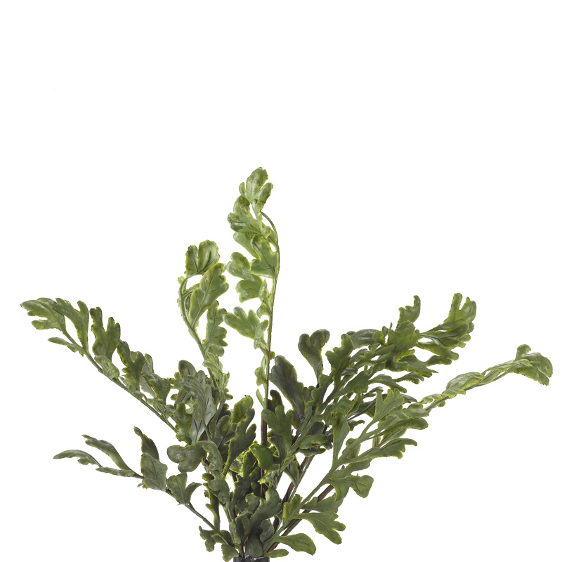 Fern Bush - GR1979