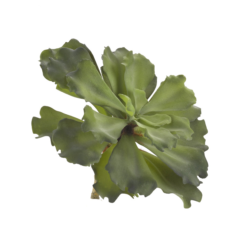 Extra Large Green Ruffled Echeveria - GR1999
