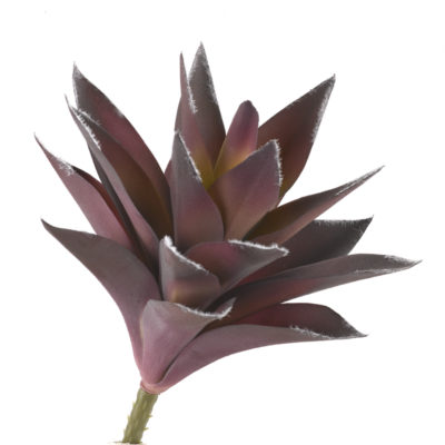 Large Purple Aloe Plant - GR2002