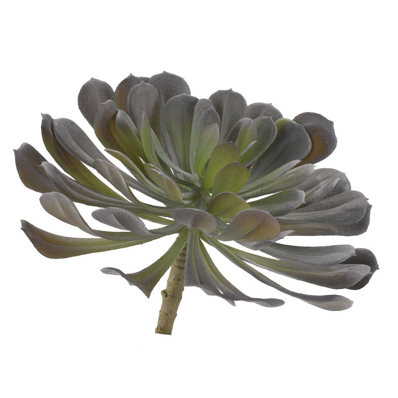 Frosty Green & Purple Pinwheel Echeveria - GR2003