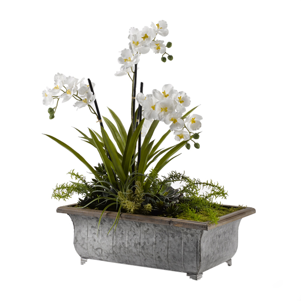 White Vanda Orchids with Assorted Greenery and Succulents in Large Metal Rectangle Planter - 186014