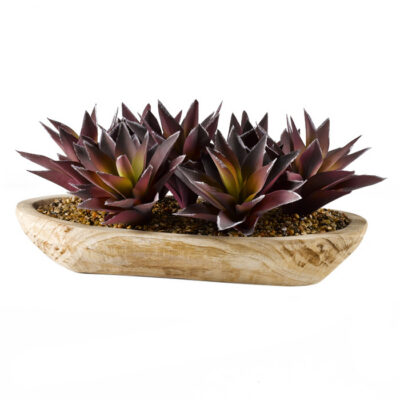 Purple/Green Aloe Plants in Ambrose Oval Bowl - 187010