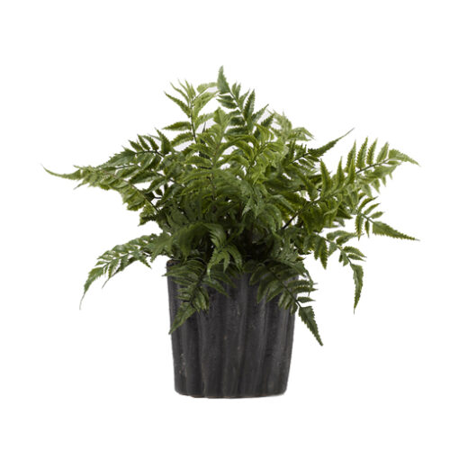 Leather Leaf Fern in Small Ripple Planter - 187011