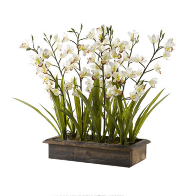 Cream Cymbidium Orchids in Rectangle Wooden Planter - 187019