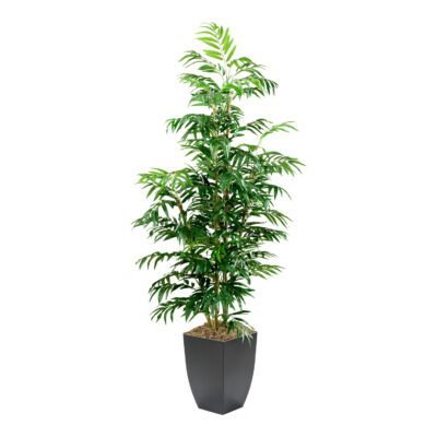 Phoenix Palm Tree in Cardinal Planter 7' - 109125