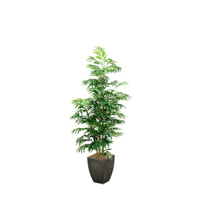 Phoenix Palm Tree in Cardinal Planter 7' - 109125
