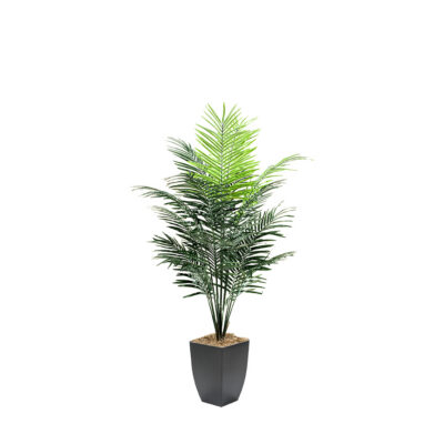 Medium Dwarf Areca Palm Tree