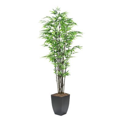 Black Bamboo Tree in Cardinal Planter 7' - 109127