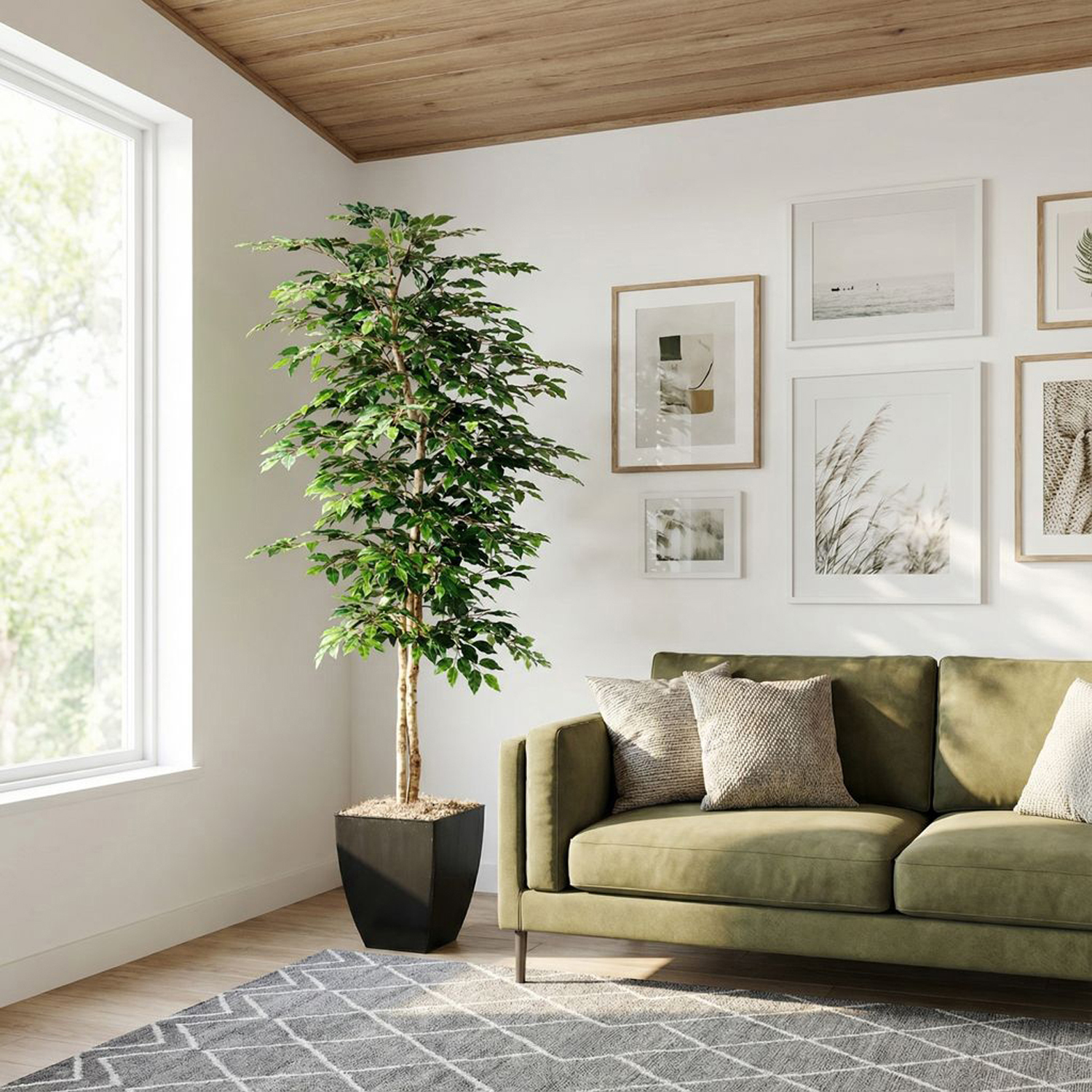 Green Ficus in Cardinal Planter 7' - 109129 - Image 2