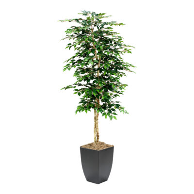 Green Ficus in Cardinal Planter 7' - 109129