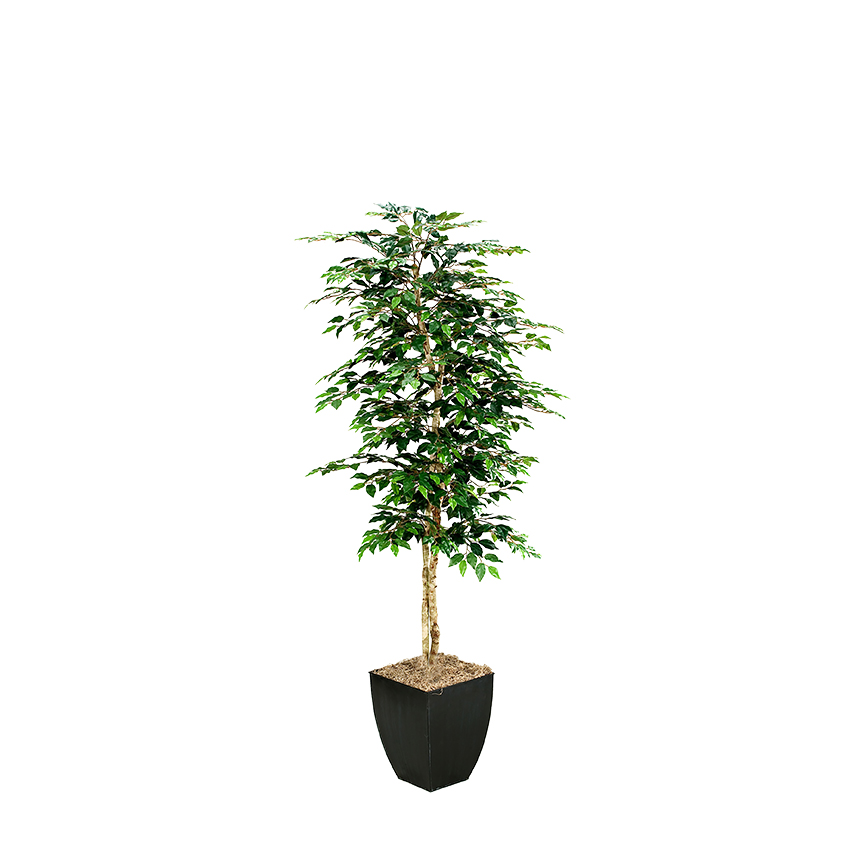 Green Ficus in Cardinal Planter 7' - 109129
