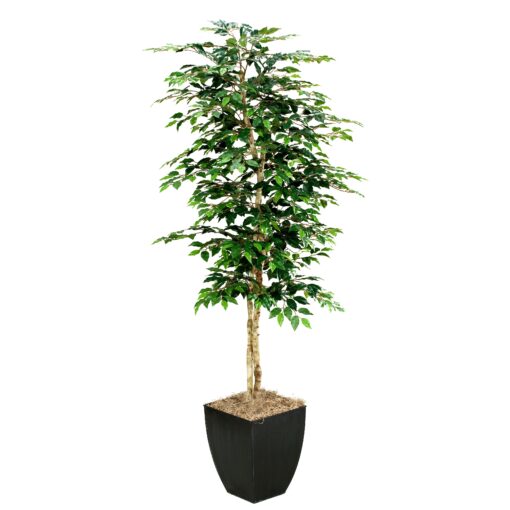 7' Green Ficus in Large Black Cardinal Planter - 109129