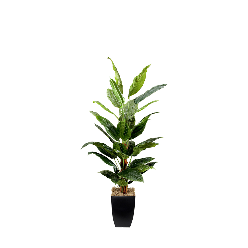 Spath Plants in Cardinal Planter 7' - 109134