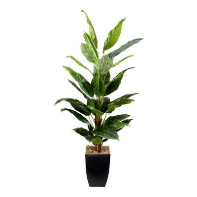 Spath Plants in Cardinal Planter 7' - 109134