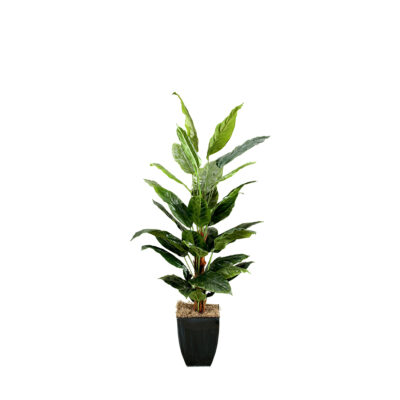 Spath Plants in Cardinal Planter 7' - 109134