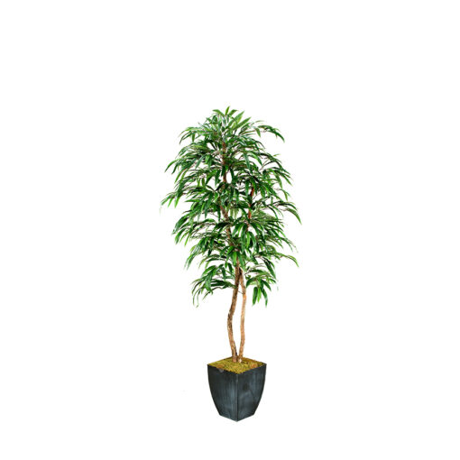 Weeping Ficus Tree in Cardinal Planter 7' - 109136