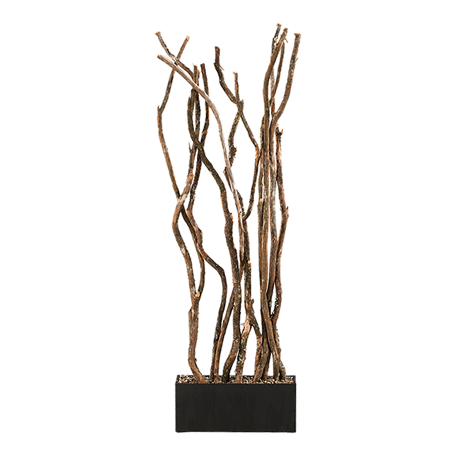 Dragon Wood Screen in Rectangle Planter 7' - 114065