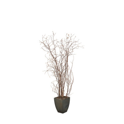 Birch Branches in Cardinal Planter 6.5' - 114068