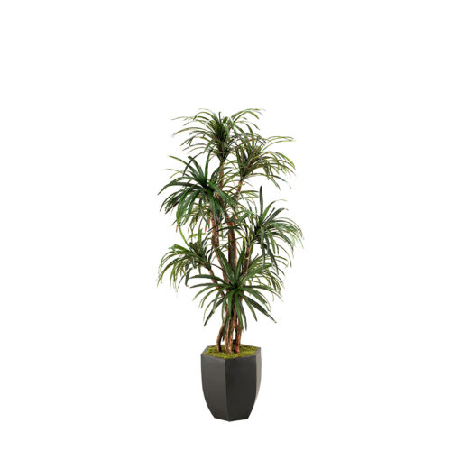 Dracaena in Metal Hexagon Planter 7' - 114070