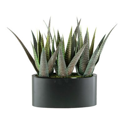 Striped Agave in Smith Planter - 129015