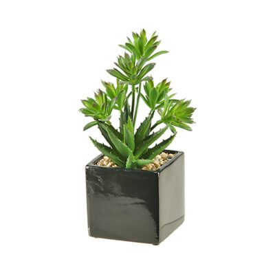 Mini Dracaena & Aloe in Black Simply Square Vase - 137004