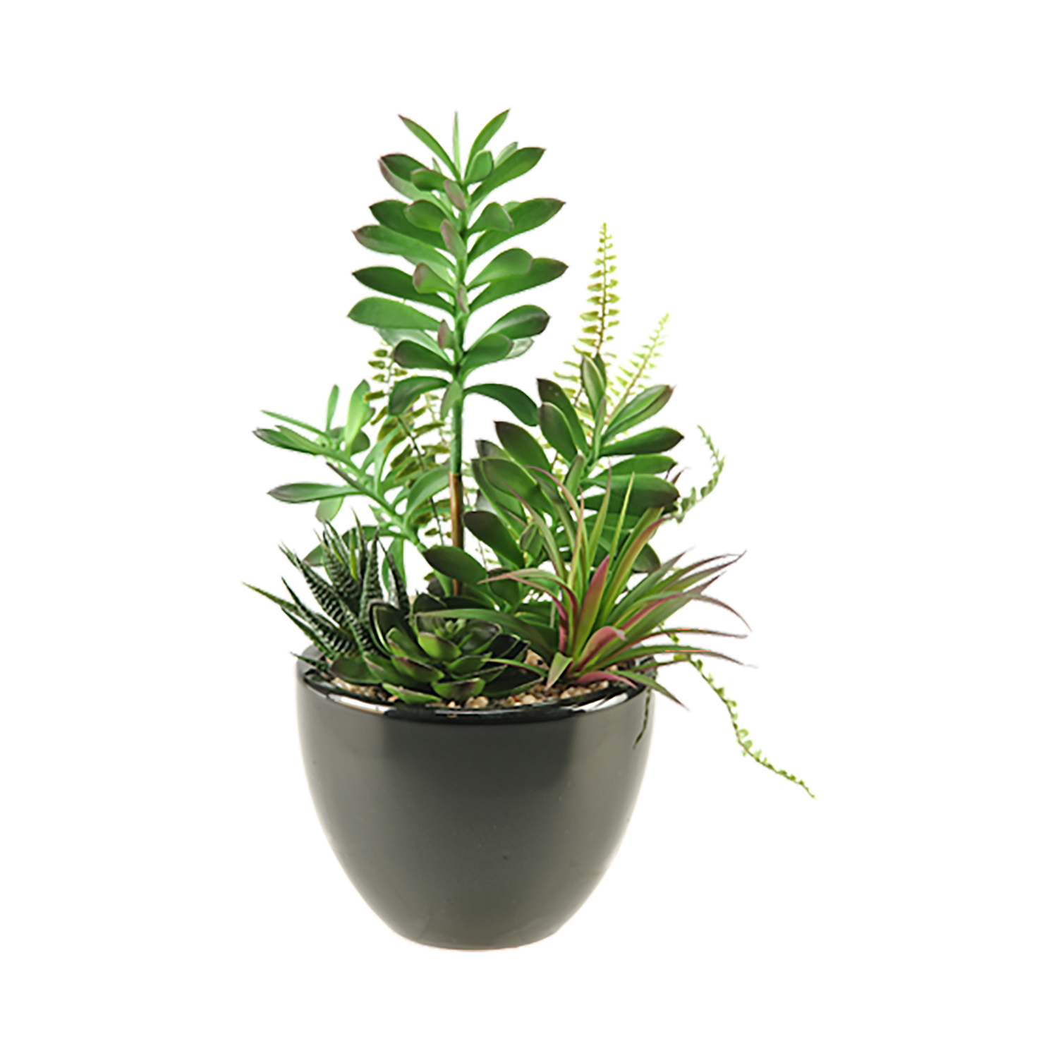 Assorted Succulents & Echeveria in Round Ceramic Planter - 137010