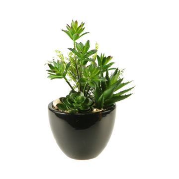 Mixed Mini Dracaena, Aloe & Echeveria in Round Black Planter - 137011