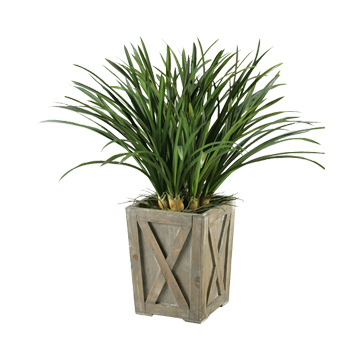 Green Areca Grass in Small Grange Planter - 147005