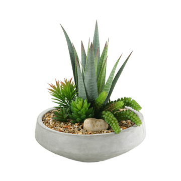 Striped Agave with Assorted Succulents in Newport Bowl - 149014