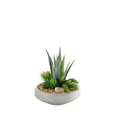 Striped Agave with Assorted Succulents in Newport Bowl - 149014